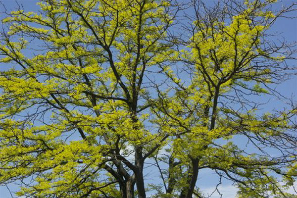 Spring buds on tree